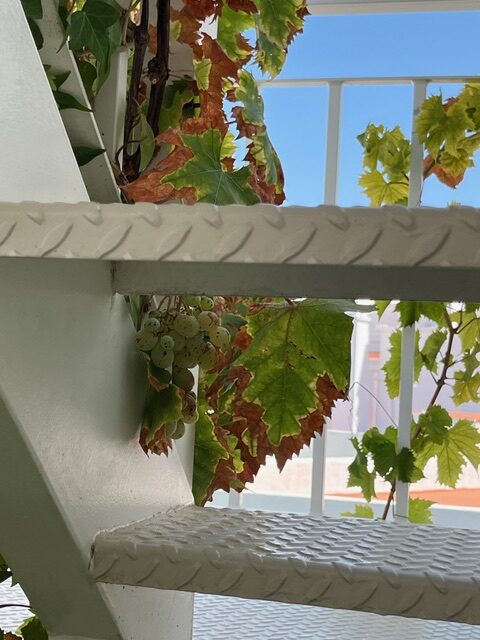 image (1)